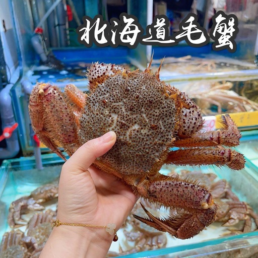 毛ガニ. 北海道毛蟹 1 隻 (約800g-1kg)