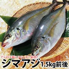 縞鰺 深海池魚王 原條約1.5kg